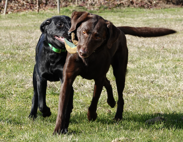 two dogs tugging frisbee