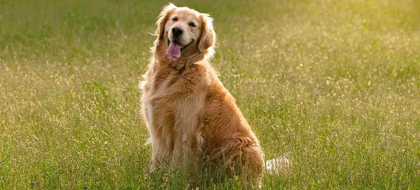 good dog