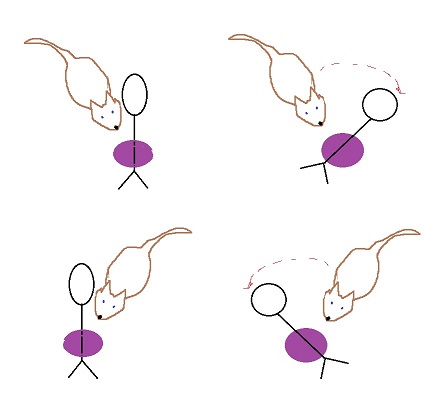 4 pictures of human standing in front of perch with a dog crooked. handler rotates a direction with dotted arrows showing which way dog needs to move to be straight.