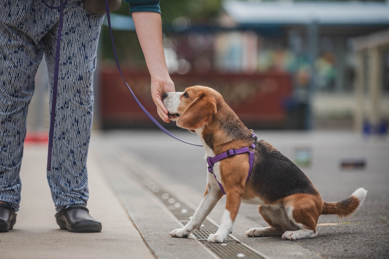 Reward Cue Discrimination in Nosework