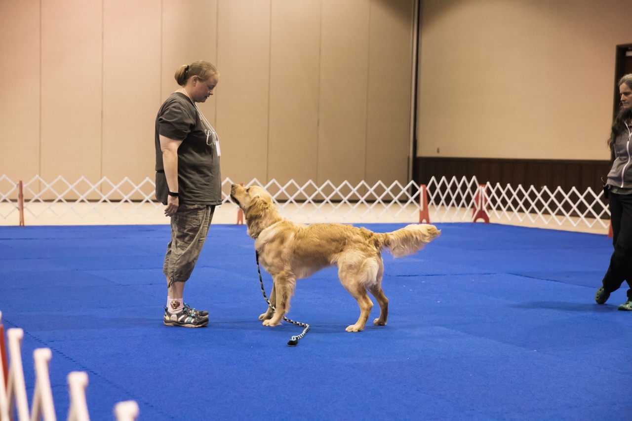 Does My Dog Understand the Cue? How to Know — and What to Fix