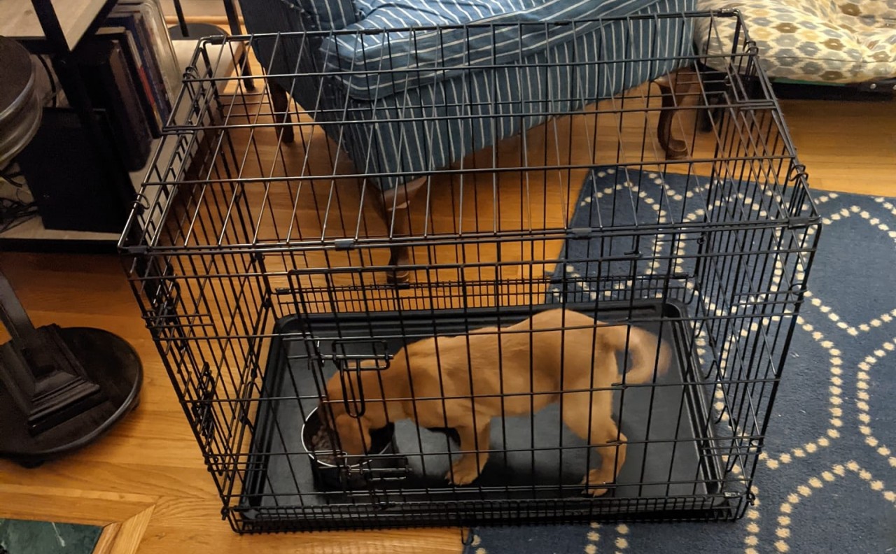 Crate Training for Sport Dogs: Why Relaxation Matters More Than You Think