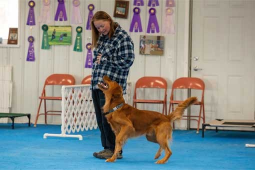 Your Dog Isn't the Problem: The 3 Real Reasons Rally Mistakes Keep Happening