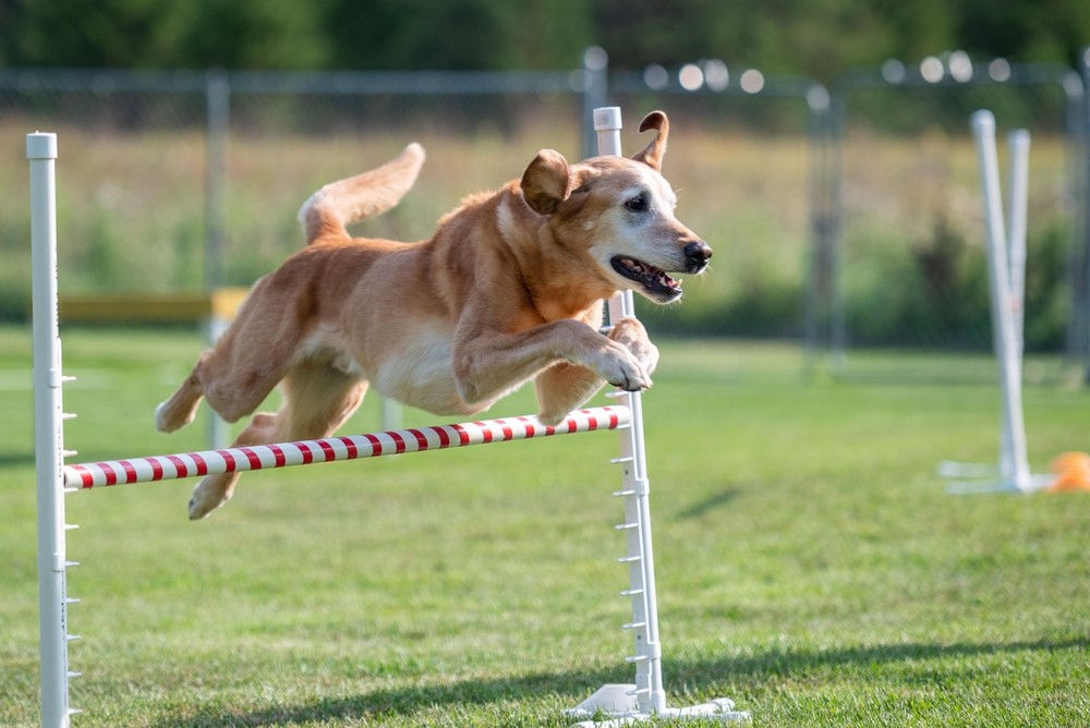 Building Jump Value for Rally