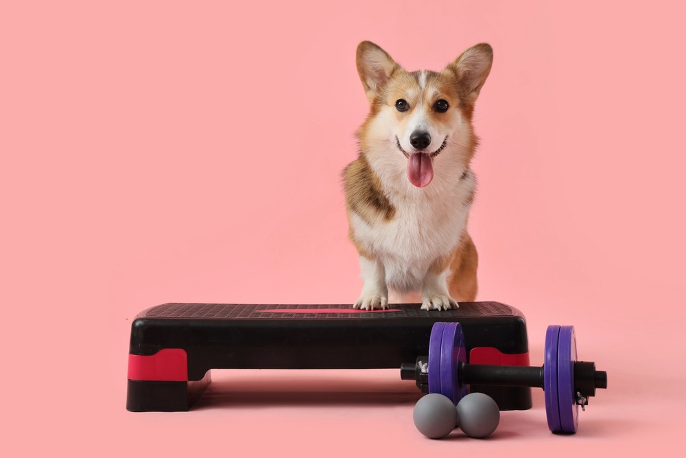 What Physical Therapy Is Teaching Me About Canine Behavior Work: Pushing Through Pain vs. Pushing Past Threshold