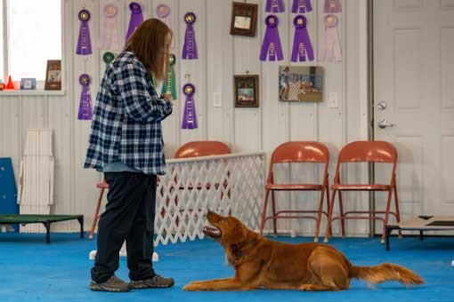 Why Smart Dogs Struggle to Stay Still